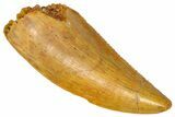 Serrated Raptor Tooth - Real Dinosaur Tooth #360999-1